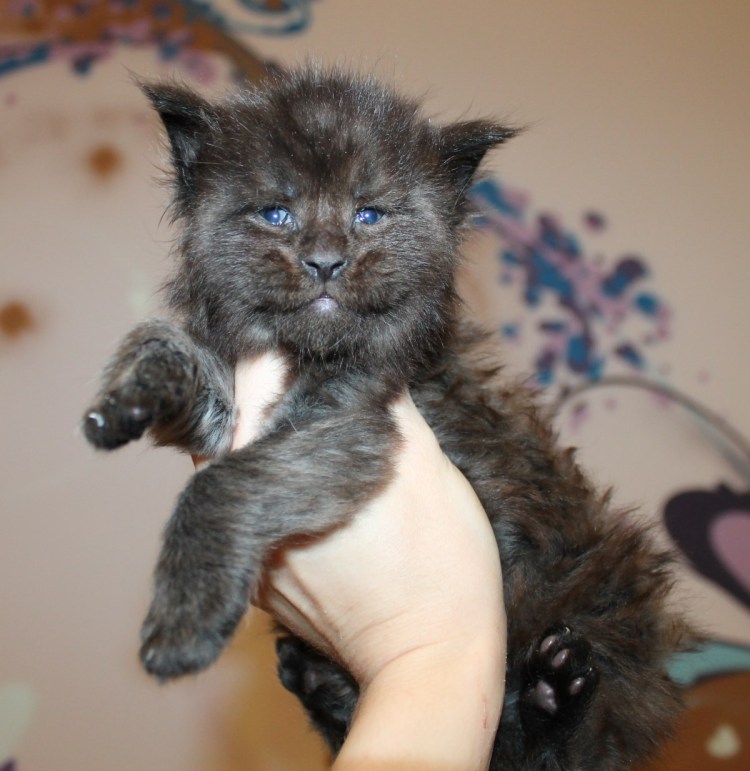 Мейн кун Новорожденные