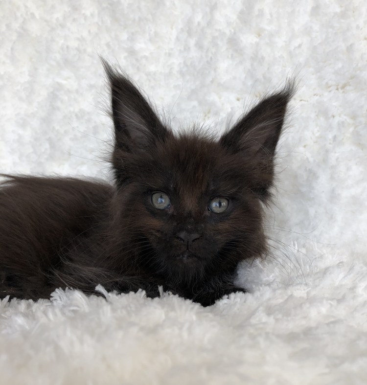 Сиамский Мейн кун