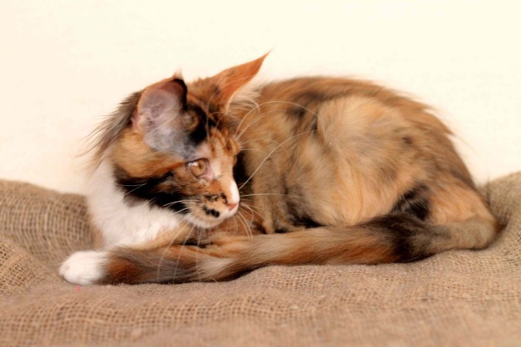 Котята Мейн кун Новорожденные