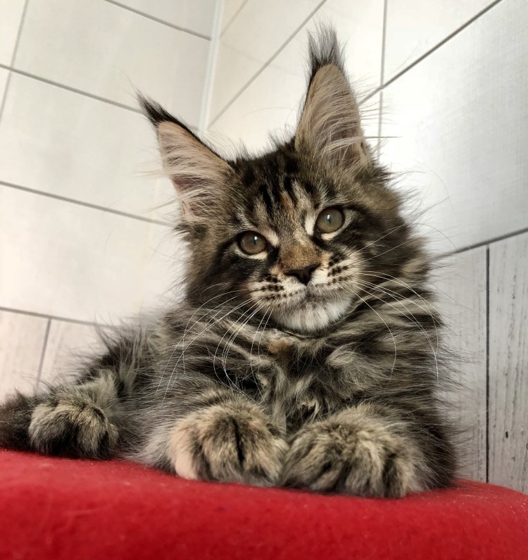 Кошка Мейн кун с котятами