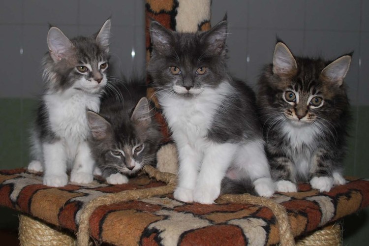 Котята метисы Мейн-куна лесного окраса