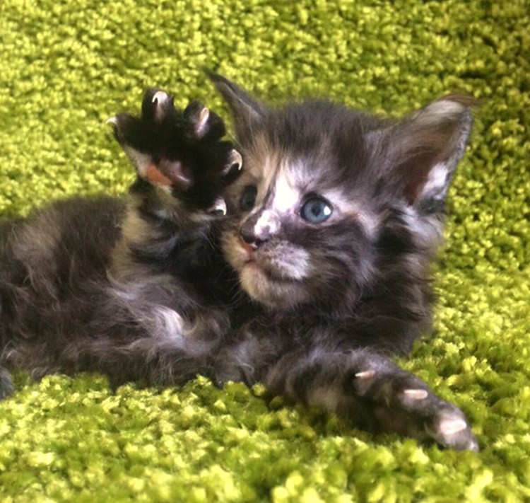 Котята Мейн-кун 1.5 месяца