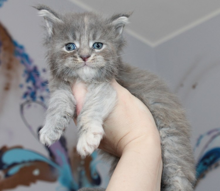 Мейн куны котята Новорожденные
