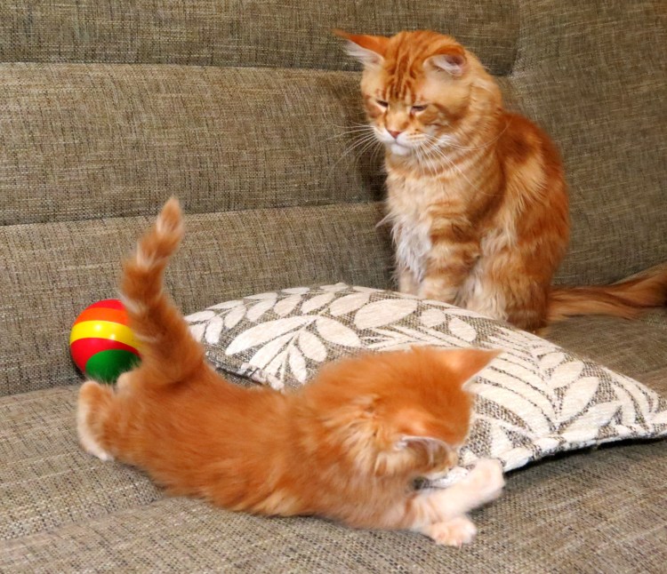 Заводчик Мейн кунов Наталья