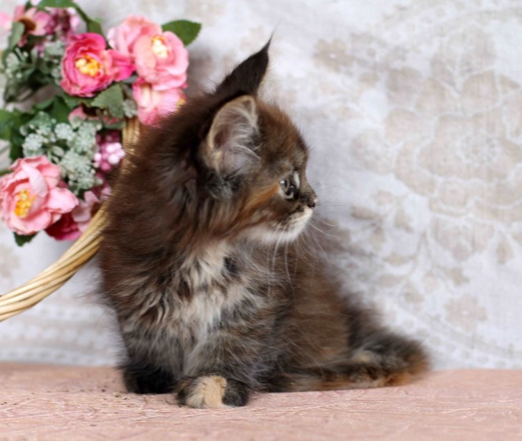 Котята Мейн кун