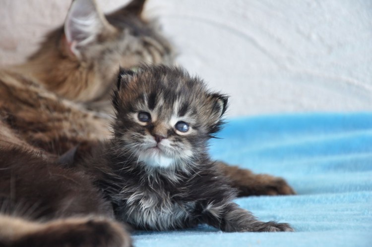 Когда можно забирать котенка от кошки Мейн кун