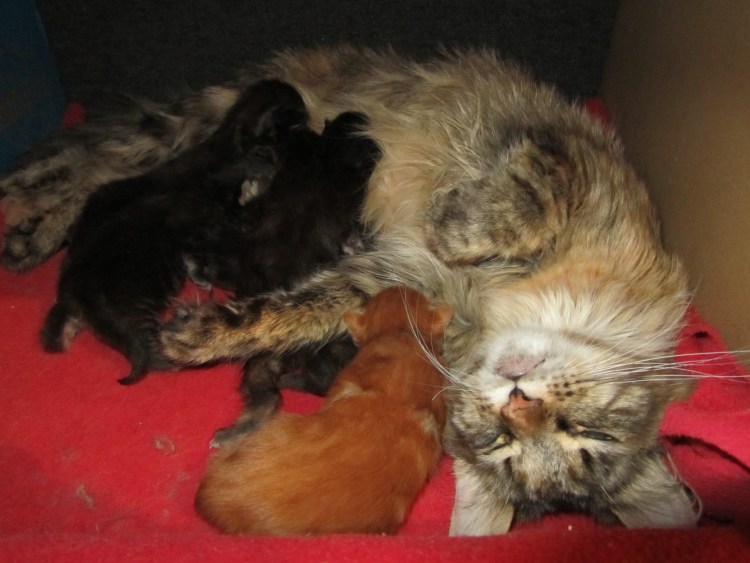 Новорождённые котята Мейн куна