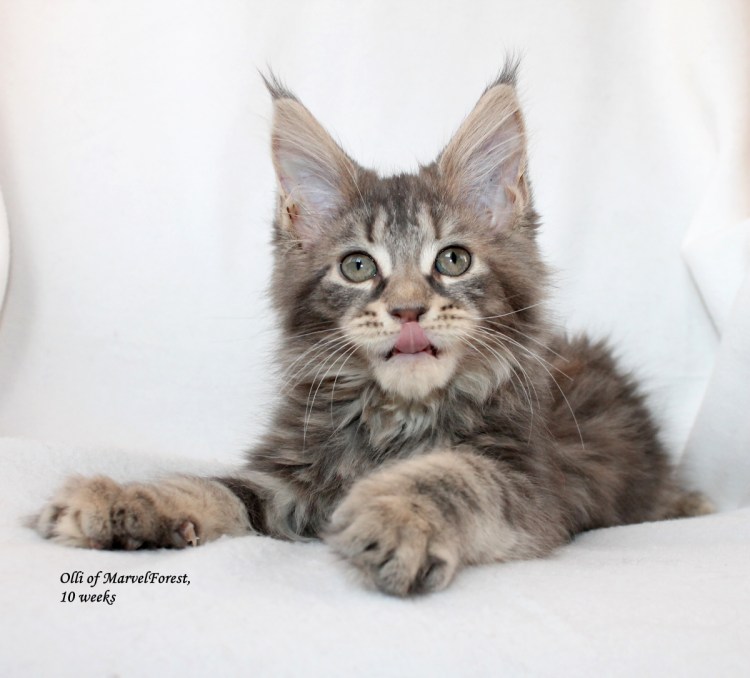 Мейн кун гибрид