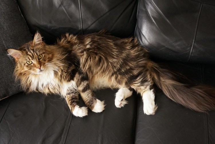 Имбирный Мейн кун