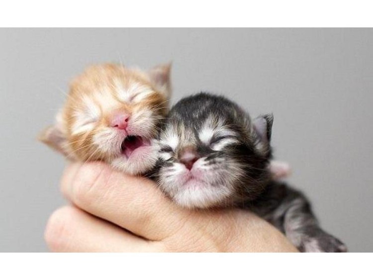 Новорождённые котята Мейн куна