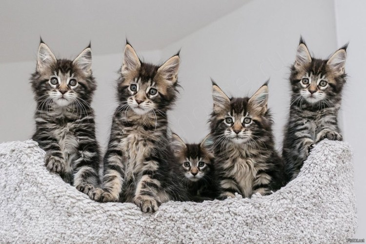 Домик для рождения котят