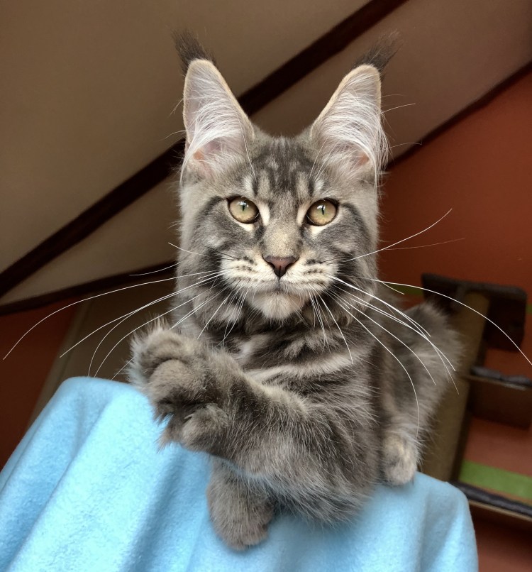 Мейн кун голубой Солид новорожденный