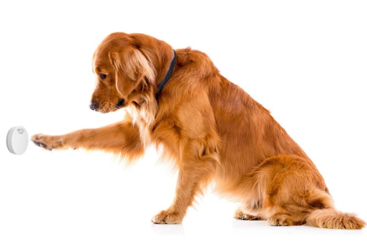 Далматинец и овчарка