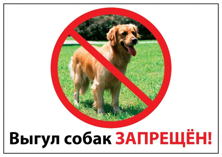 Лабрадор рост