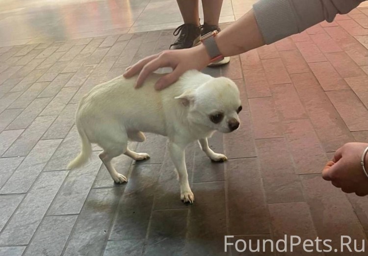 Собака кобель вид сзади