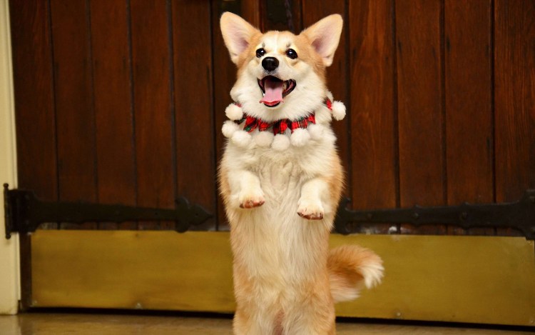 Пазл Ravensburger собаки в саду (9526), 60 дет.