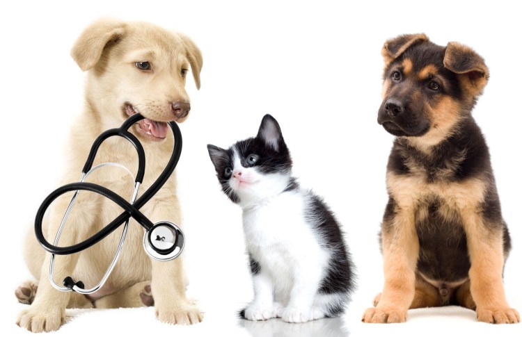 Золотистый ретривер