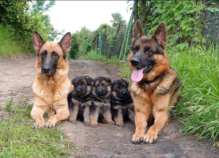 Шлейка для Джек Рассел терьера