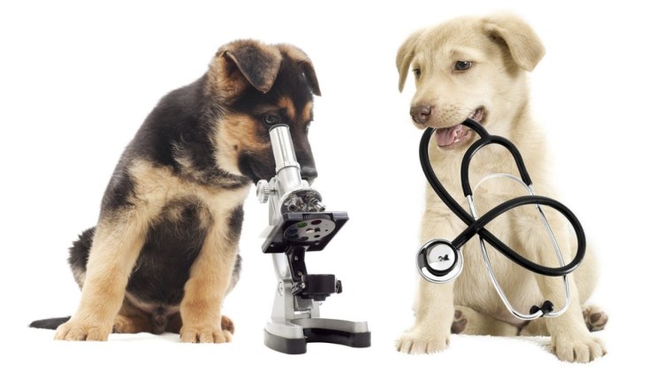 Чихуахуа гавкает