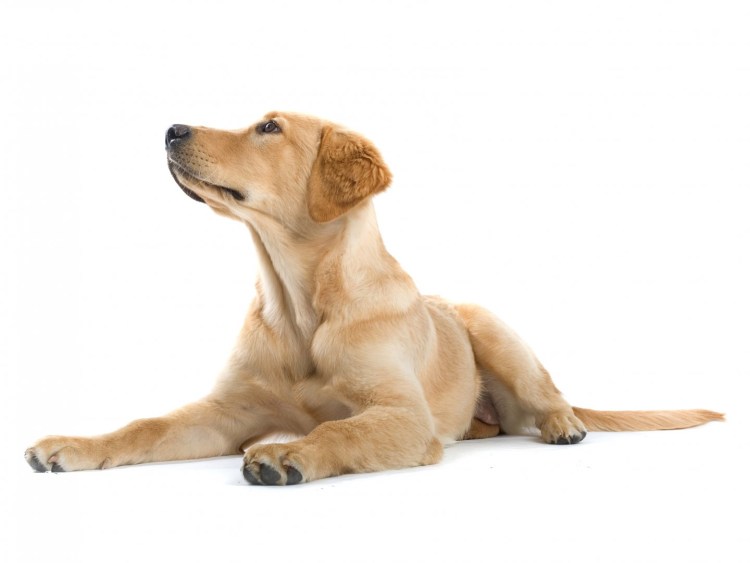 Золотистый ретривер на белом фоне