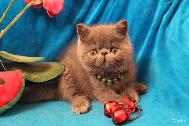 Экзот красный мрамор