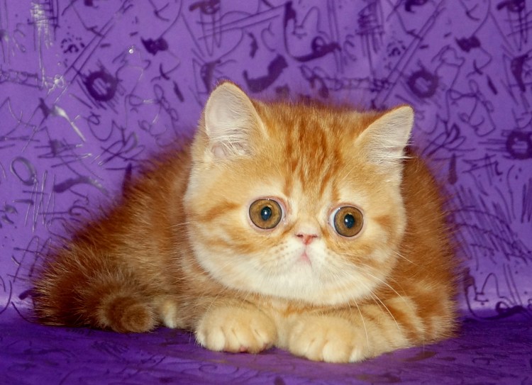 Экзот короткошерстный рыжий