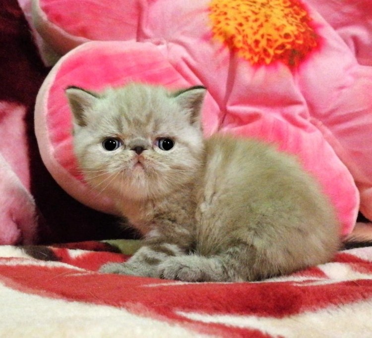 Красный табби Ван экзот