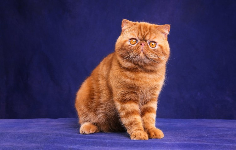 Экзотическая кошка слезятся глаза