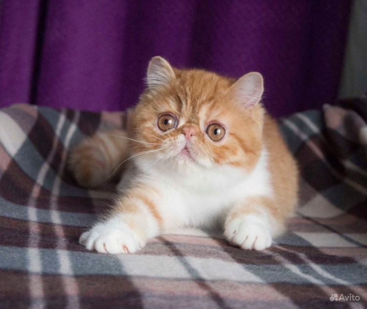 Экзотическая кошка американская линия