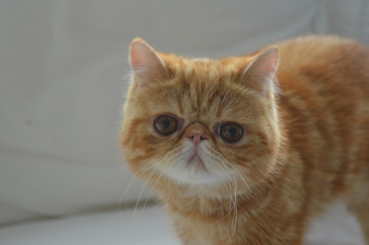 Экзот классического типа