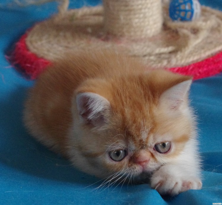 Рыжий экзот