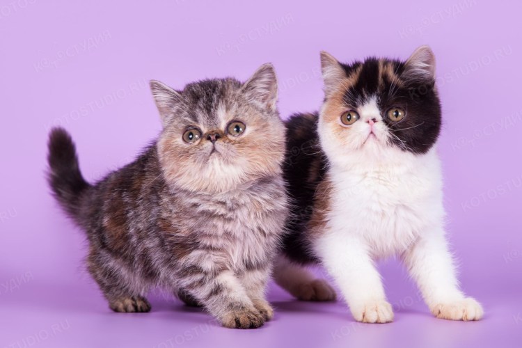 Экзот красный мрамор