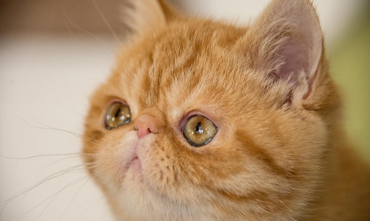 Японский кот Снупи порода