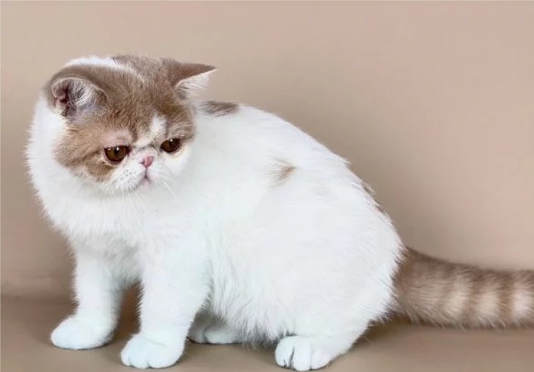 Кот экзот экстремал