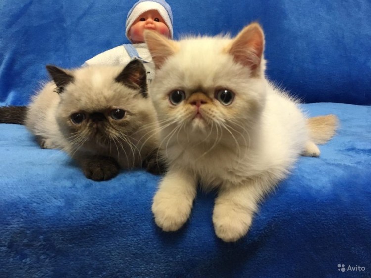 Экзот кошка