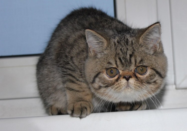 Персидский котенок экстремал экзот