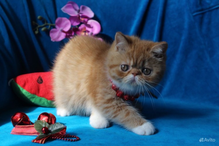 Рыжий экзот котенок