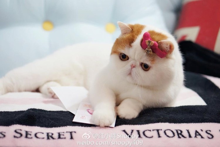 Кошки породы экзот