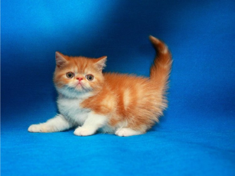 Плюшевая кошка порода