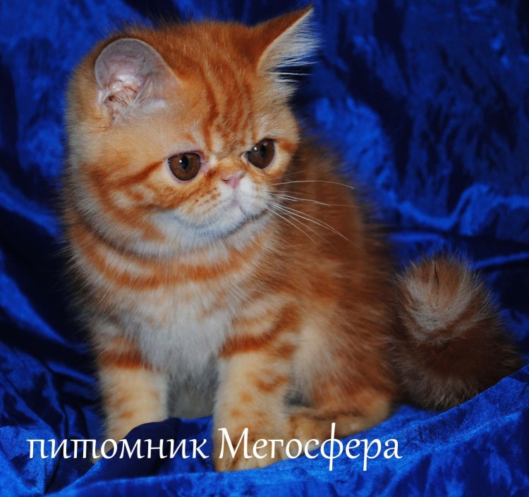Котята экзоты