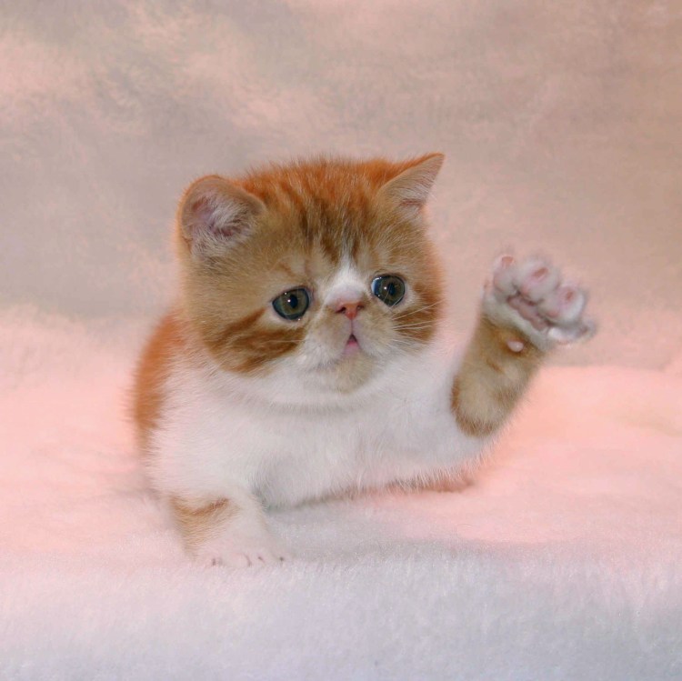 Кошки экзоты короткошерстные