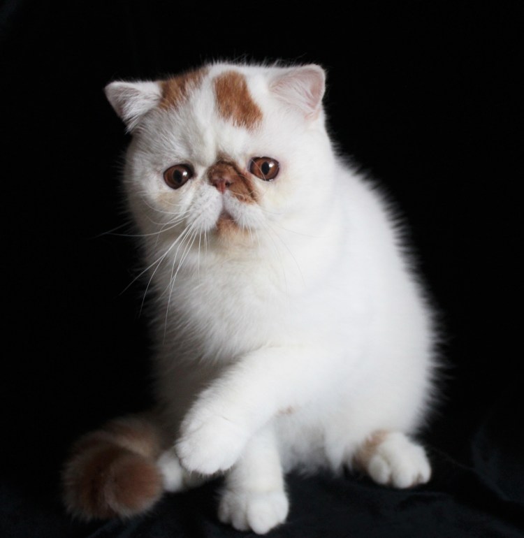 Экзоты котята в Москве