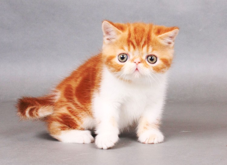 Экзот кошка