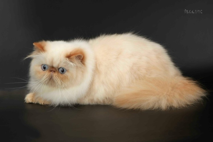 Персидская кошка экзот котята
