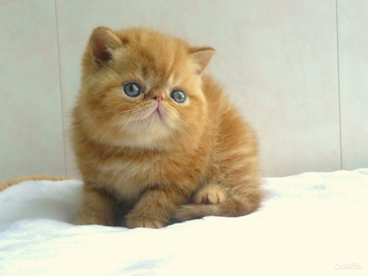 Красный табби Ван