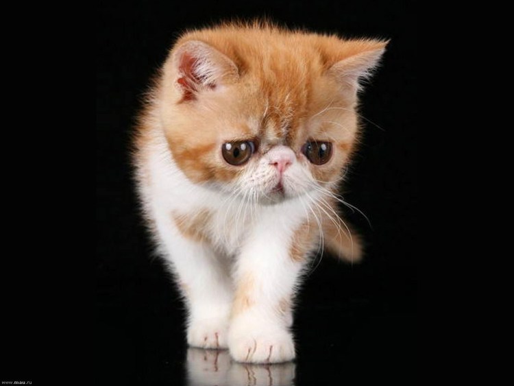 Экзот хвост