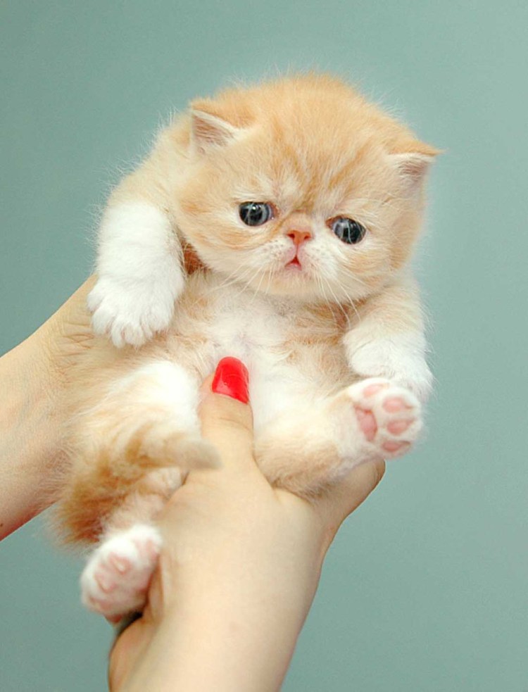 Коты экзоты