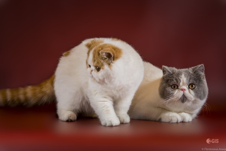 Плюшевый экзот кот