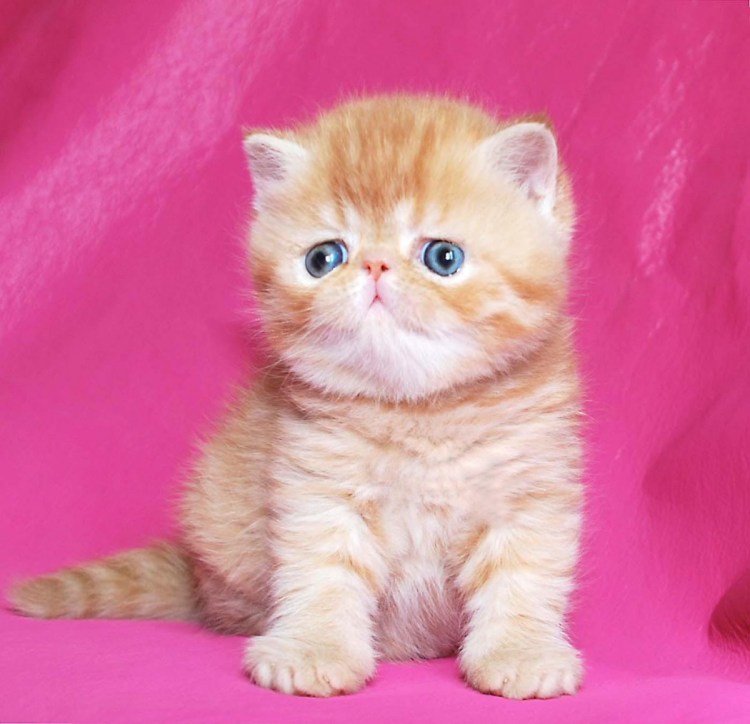 Гладкошерстный экзот