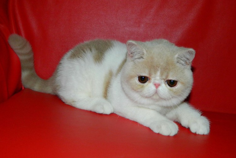 Американский экзот